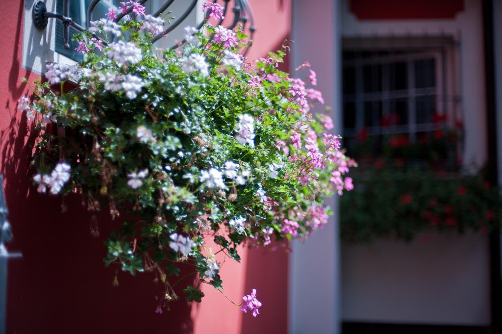B&B Il Pettirosso Malonno Dış mekan fotoğraf